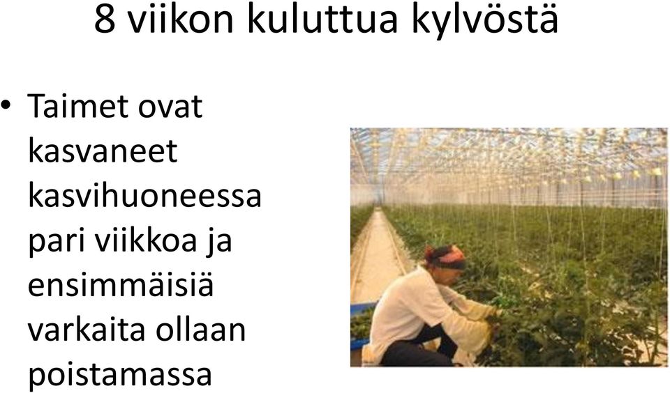 kasvihuoneessa pari viikkoa