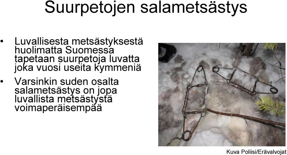 useita kymmeniä Varsinkin suden osalta salametsästys on