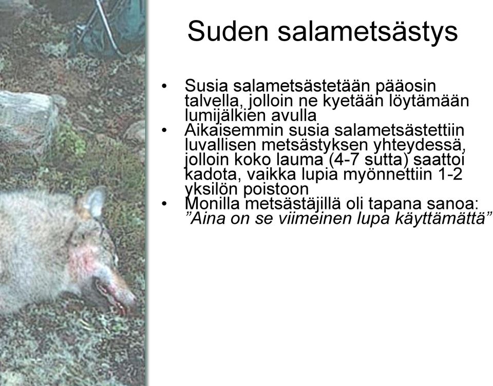 yhteydessä, jolloin koko lauma (4-7 sutta) saattoi kadota, vaikka lupia myönnettiin 1-2