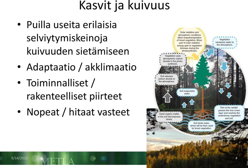 Adaptaatio / akklimaatio Toiminnalliset /