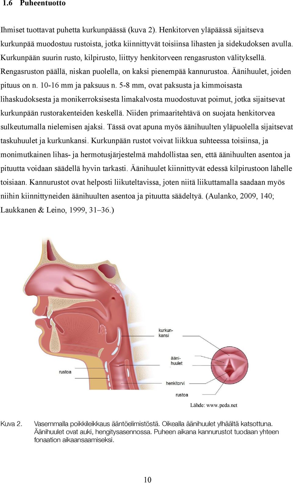 10-16 mm ja paksuus n. 5-8 mm, ovat paksusta ja kimmoisasta lihaskudoksesta ja monikerroksisesta limakalvosta muodostuvat poimut, jotka sijaitsevat kurkunpään rustorakenteiden keskellä.