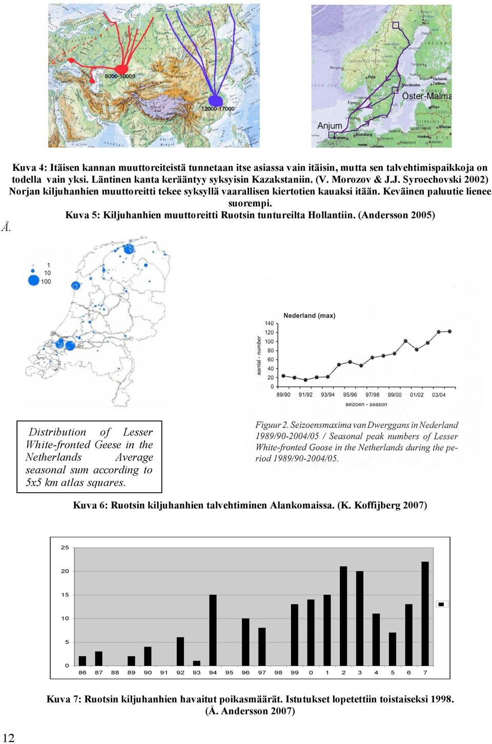 Kuva 5: Kiljuhanhien muuttoreitti Ruotsin tuntureilta Hollantiin. (Andersson 2005) Å.