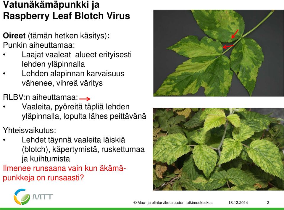 täpliä lehden yläpinnalla, lpulta lähes peittävänä Yhteisvaikutus: Lehdet täynnä vaaleita läiskiä (bltch), käpertymistä,