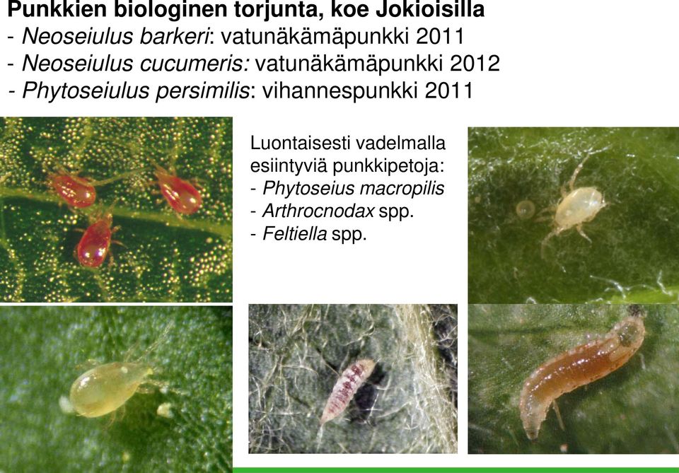 Phytseiulus persimilis: vihannespunkki 2011 Luntaisesti vadelmalla