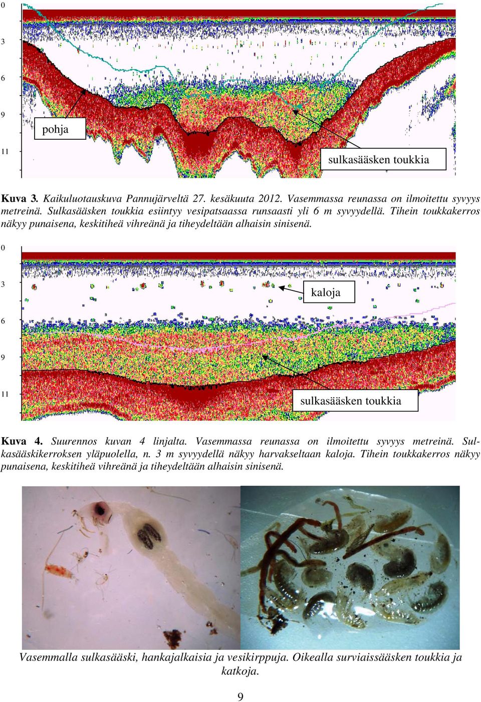 3 kaloja 9 11 sulkasääsken toukkia Kuva 4. Suurennos kuvan 4 linjalta. Vasemmassa reunassa on ilmoitettu syvyys metreinä. Sulkasääskikerroksen yläpuolella, n.