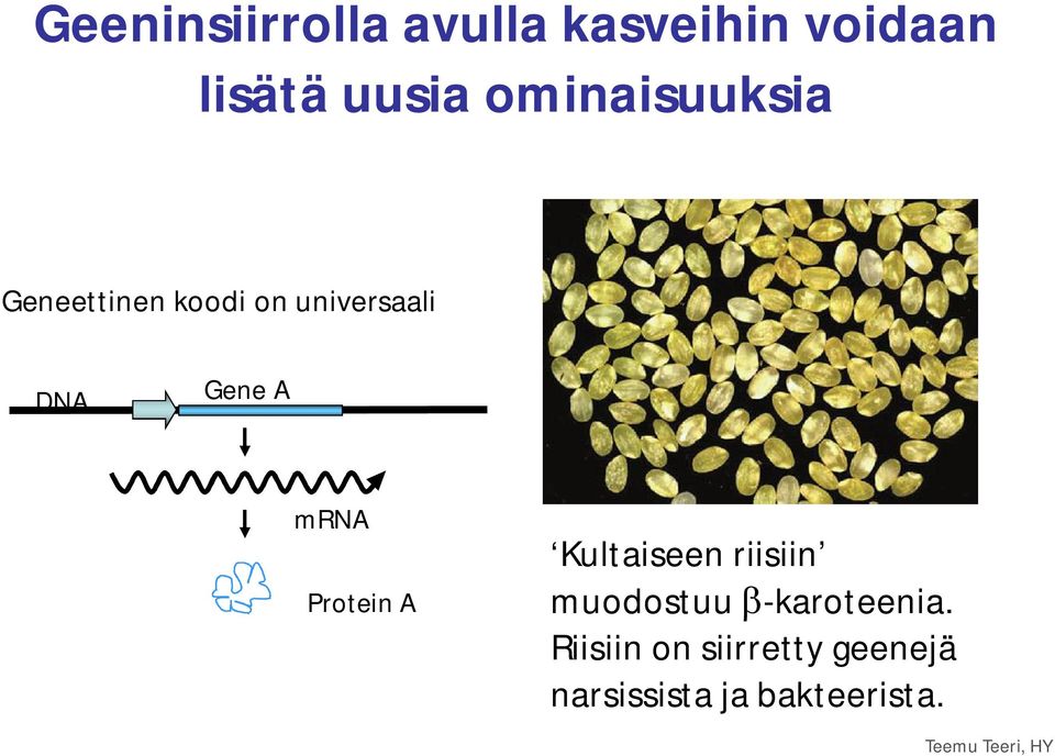 mrna Protein A Kultaiseen riisiin muodostuu -karoteenia.