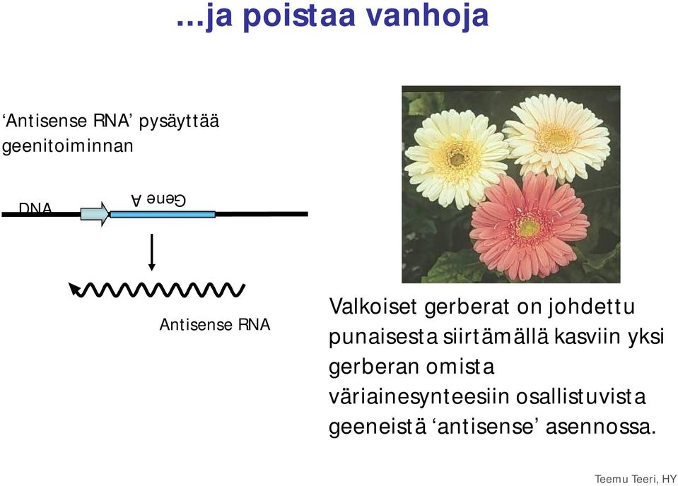 punaisesta siirtämällä kasviin yksi gerberan omista