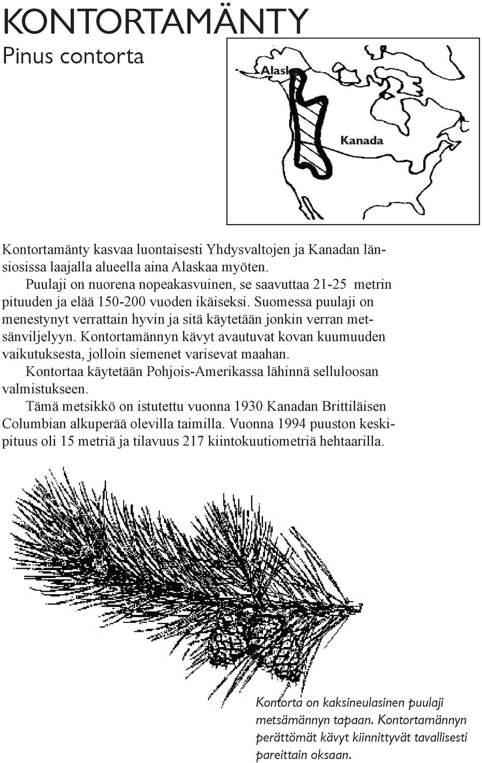 Kontortamännyn kävyt avautuvat kovan kuumuuden vaikutuksesta, jolloin siemenet varisevat maahan. Kontortaa käytetään Pohjois-Amerikassa lähinnä selluloosan valmistukseen.