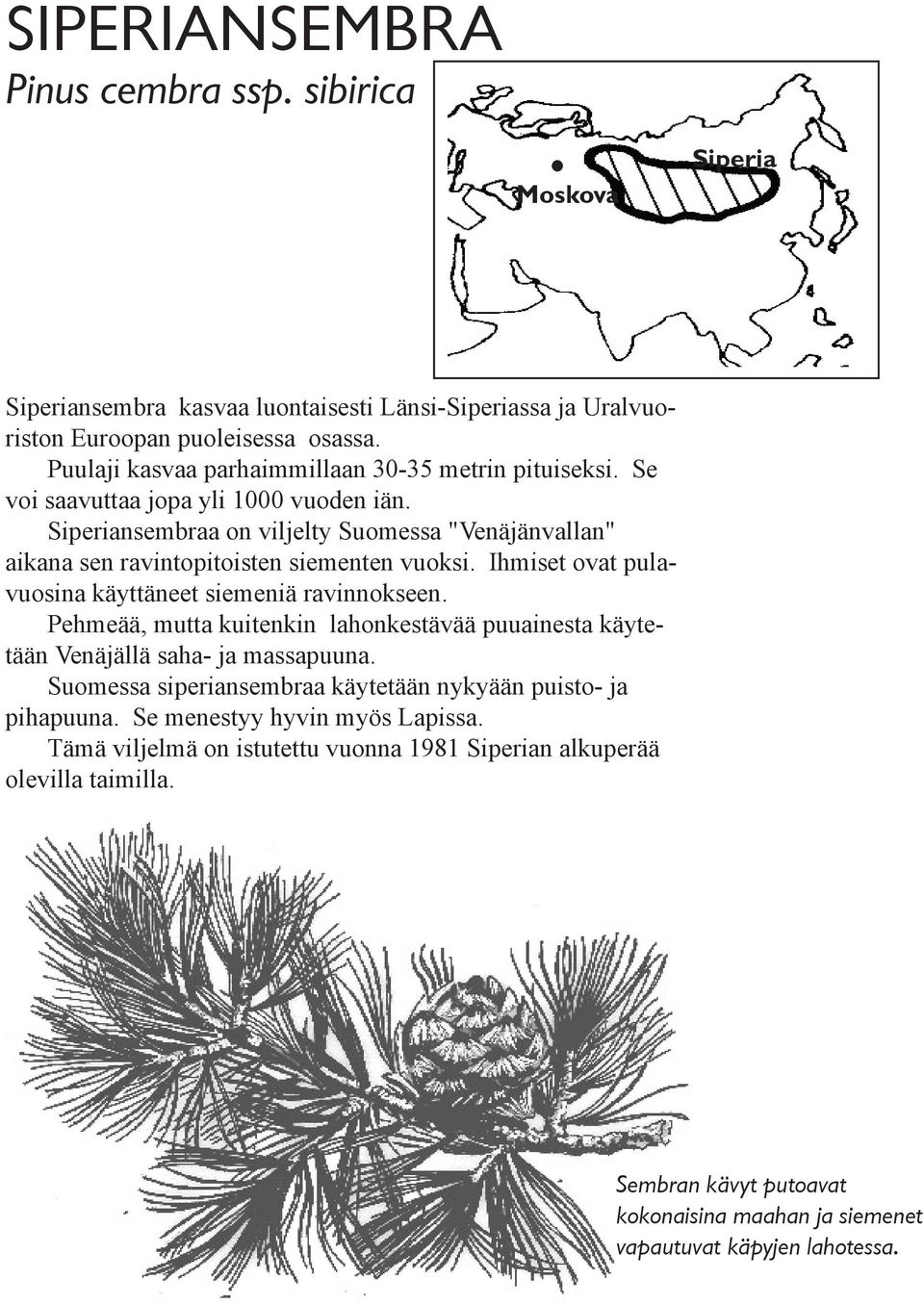 Siperiansembraa on viljelty Suomessa "Venäjänvallan" aikana sen ravintopitoisten siementen vuoksi. Ihmiset ovat pulavuosina käyttäneet siemeniä ravinnokseen.