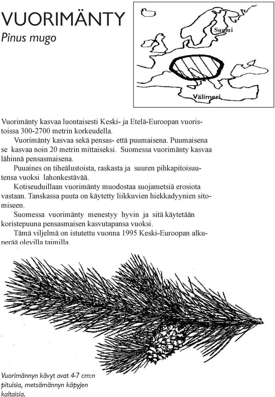 Kotiseuduillaan vuorimänty muodostaa suojametsiä erosiota vastaan. Tanskassa puuta on käytetty liikkuvien hiekkadyynien sitomiseen.