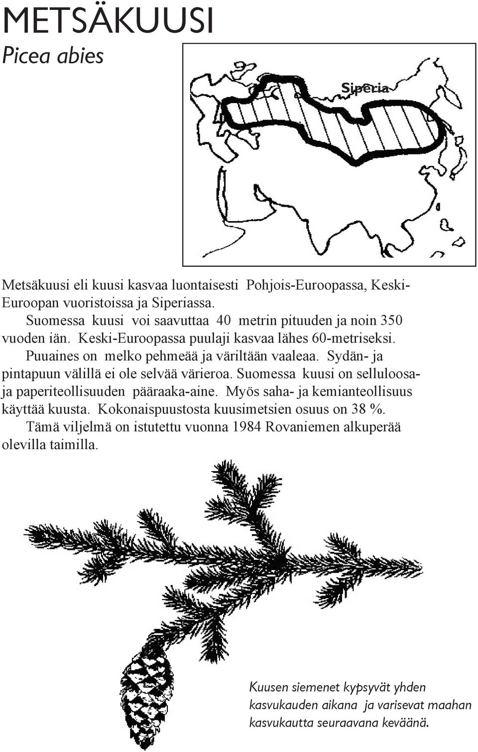 Sydän- ja pintapuun välillä ei ole selvää värieroa. Suomessa kuusi on selluloosaja paperiteollisuuden pääraaka-aine. Myös saha- ja kemianteollisuus käyttää kuusta.