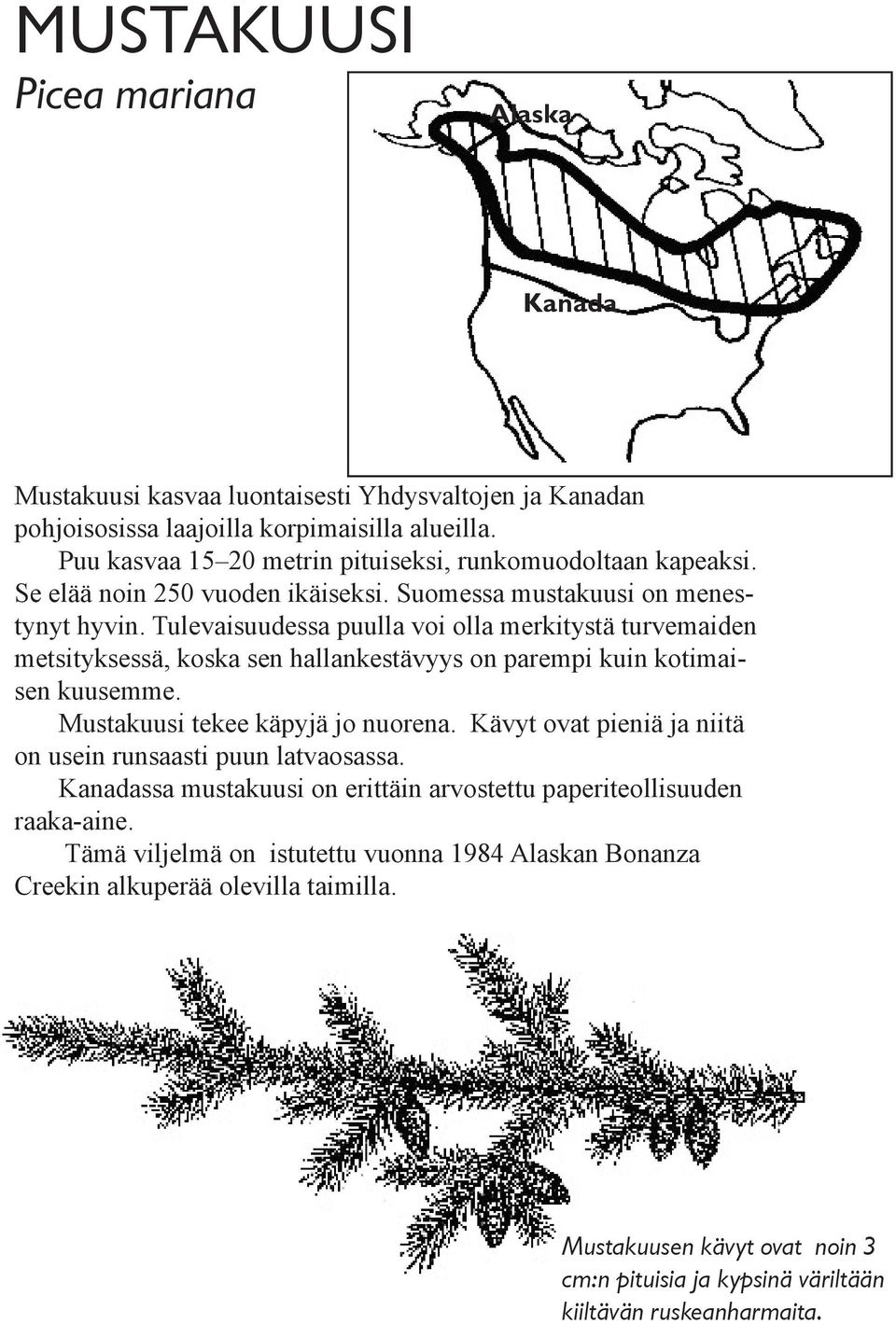 Tulevaisuudessa puulla voi olla merkitystä turvemaiden metsityksessä, koska sen hallankestävyys on parempi kuin kotimaisen kuusemme. Mustakuusi tekee käpyjä jo nuorena.
