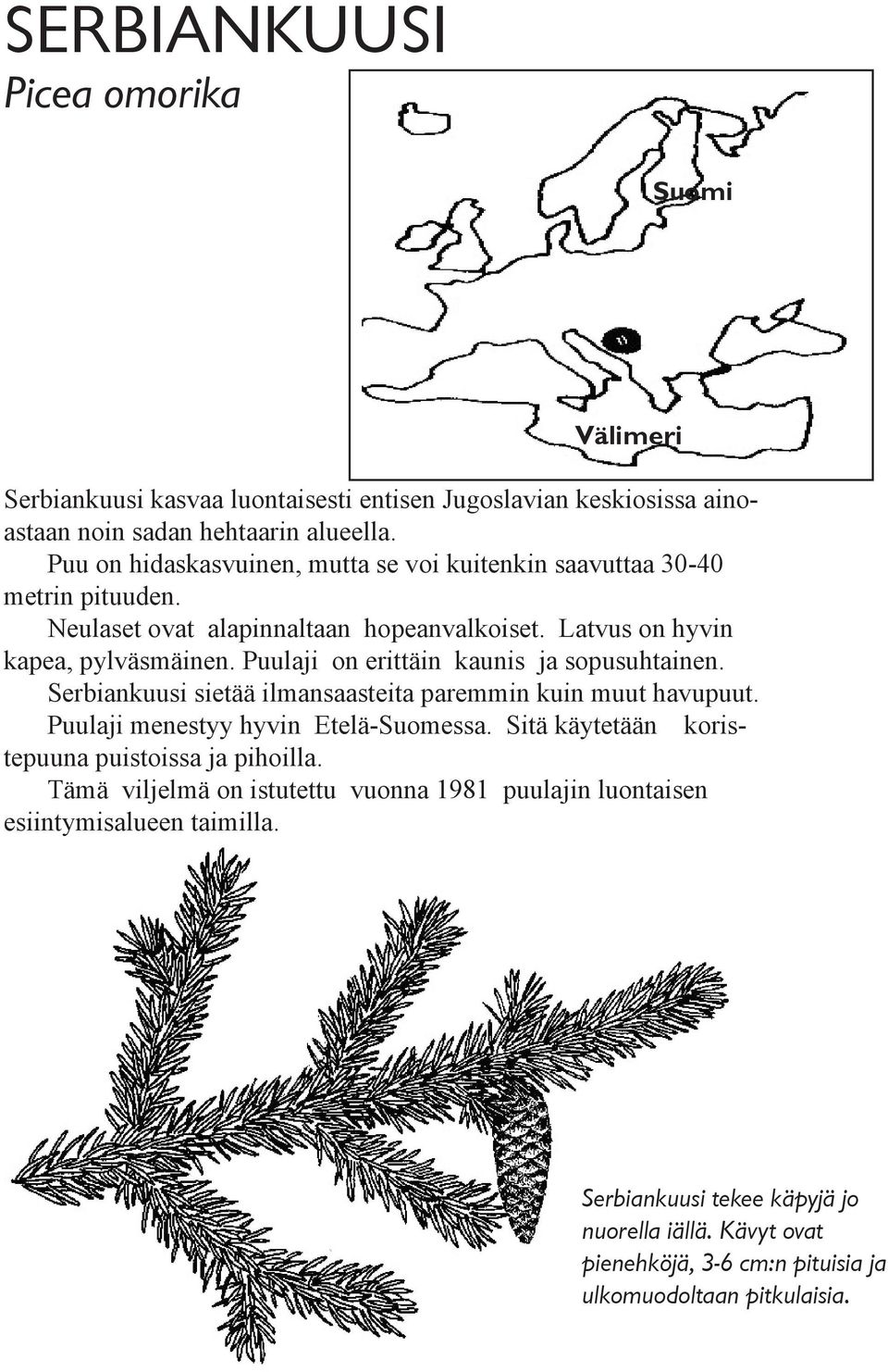 Puulaji on erittäin kaunis ja sopusuhtainen. Serbiankuusi sietää ilmansaasteita paremmin kuin muut havupuut. Puulaji menestyy hyvin Etelä-Suomessa.