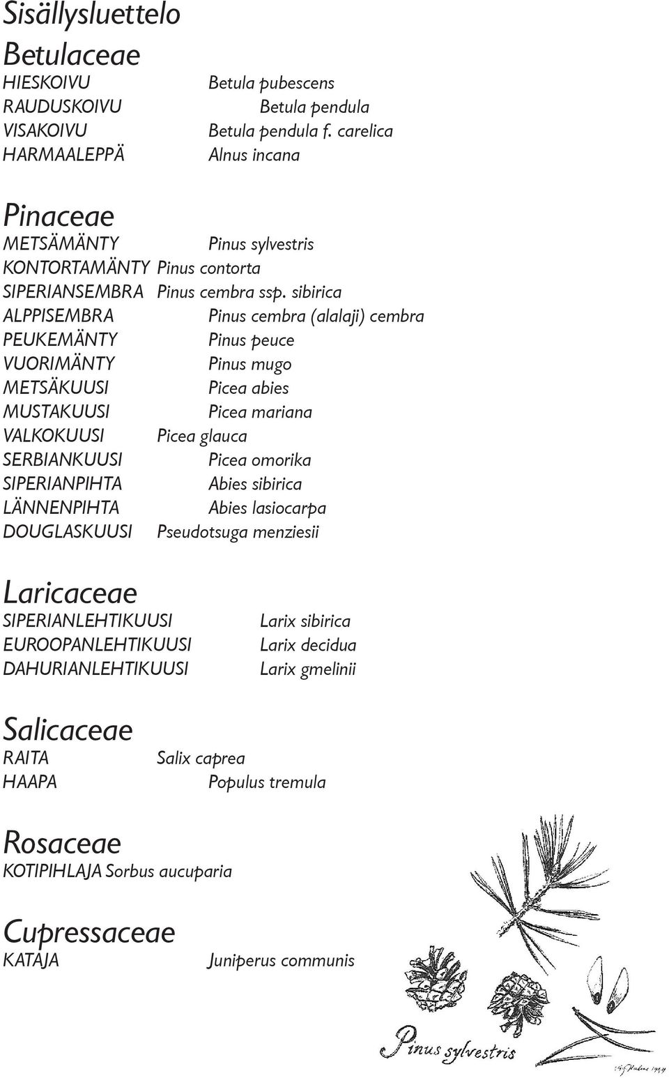 sibirica ALPPISEMBRA Pinus cembra (alalaji) cembra PEUKEMÄNTY Pinus peuce VUORIMÄNTY Pinus mugo METSÄKUUSI Picea abies MUSTAKUUSI Picea mariana VALKOKUUSI Picea glauca SERBIANKUUSI Picea