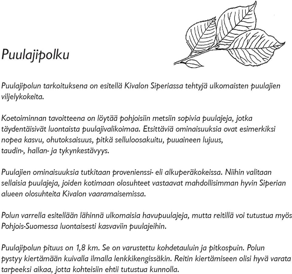 Etsittäviä ominaisuuksia ovat esimerkiksi nopea kasvu, ohutoksaisuus, pitkä selluloosakuitu, puuaineen lujuus, taudin-, hallan- ja tykynkestävyys.