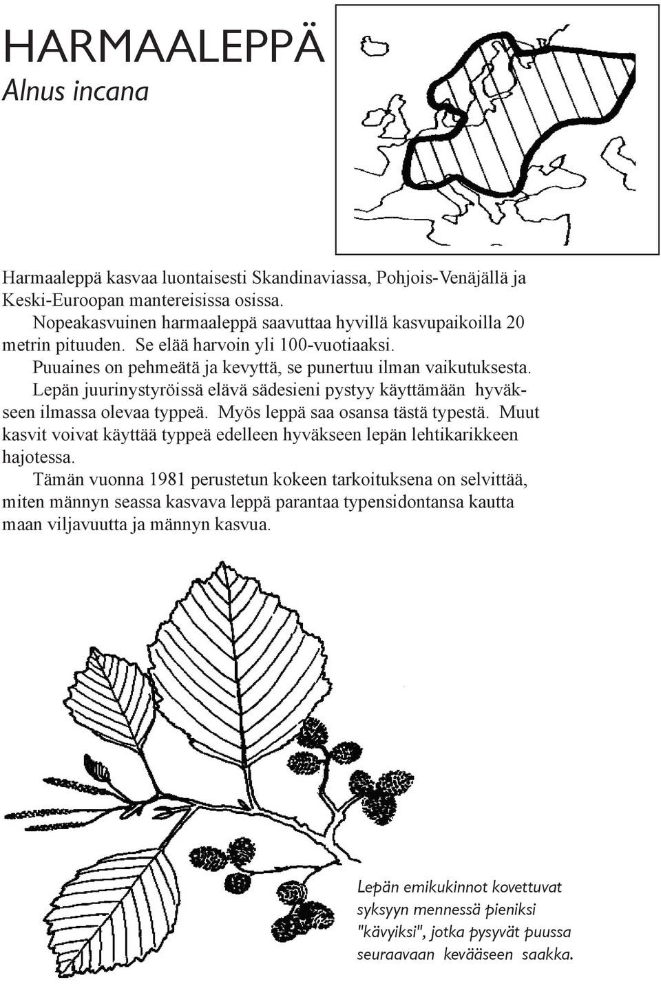 Lepän juurinystyröissä elävä sädesieni pystyy käyttämään hyväkseen ilmassa olevaa typpeä. Myös leppä saa osansa tästä typestä.