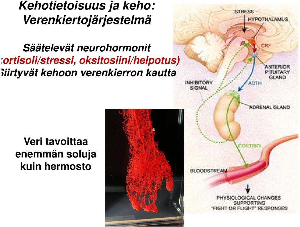 oksitosiini/helpotus) Siirtyvät kehoon