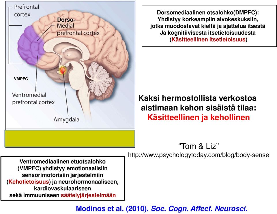 Ventromediaalinen etuotsalohko (VMPFC) yhdistyy emotionaalisiin sensorimotorisiin järjestelmiin (Kehotietoisuus) ja neurohormonaaliseen,