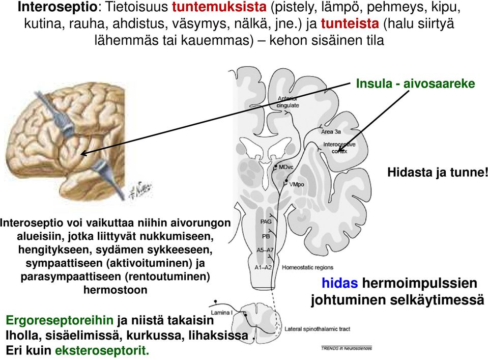 Interoseptio voi vaikuttaa niihin aivorungon alueisiin, jotka liittyvät nukkumiseen, hengitykseen, sydämen sykkeeseen, sympaattiseen