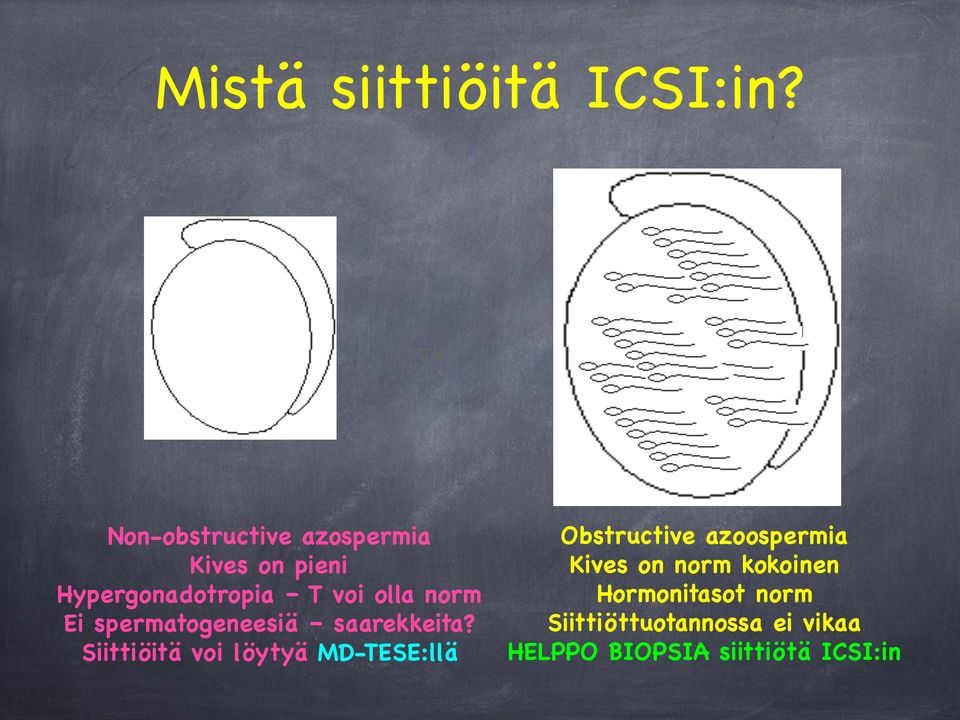 norm Ei spermatogeneesiä saarekkeita?