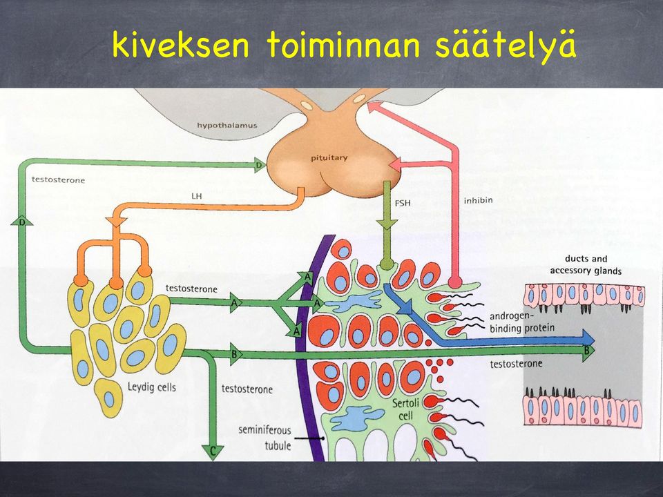 säätelyä