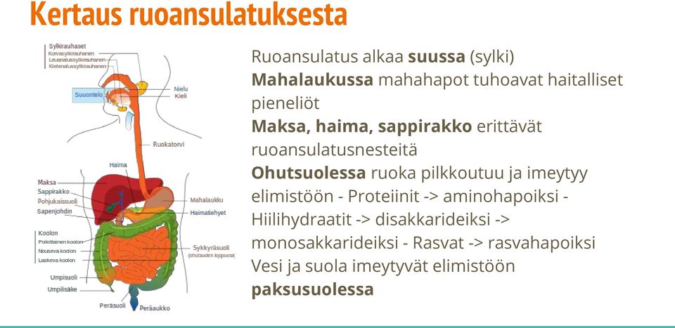 ruoka pilkkoutuu ja imeytyy elimistöön - Proteiinit -> aminohapoiksi - Hiilihydraatit ->