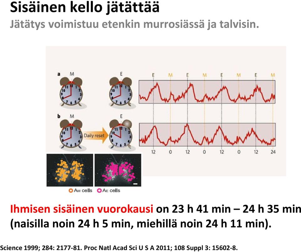 Ihmisen sisäinen vuorokausi on 23 h 41 min 24 h 35 min (naisilla