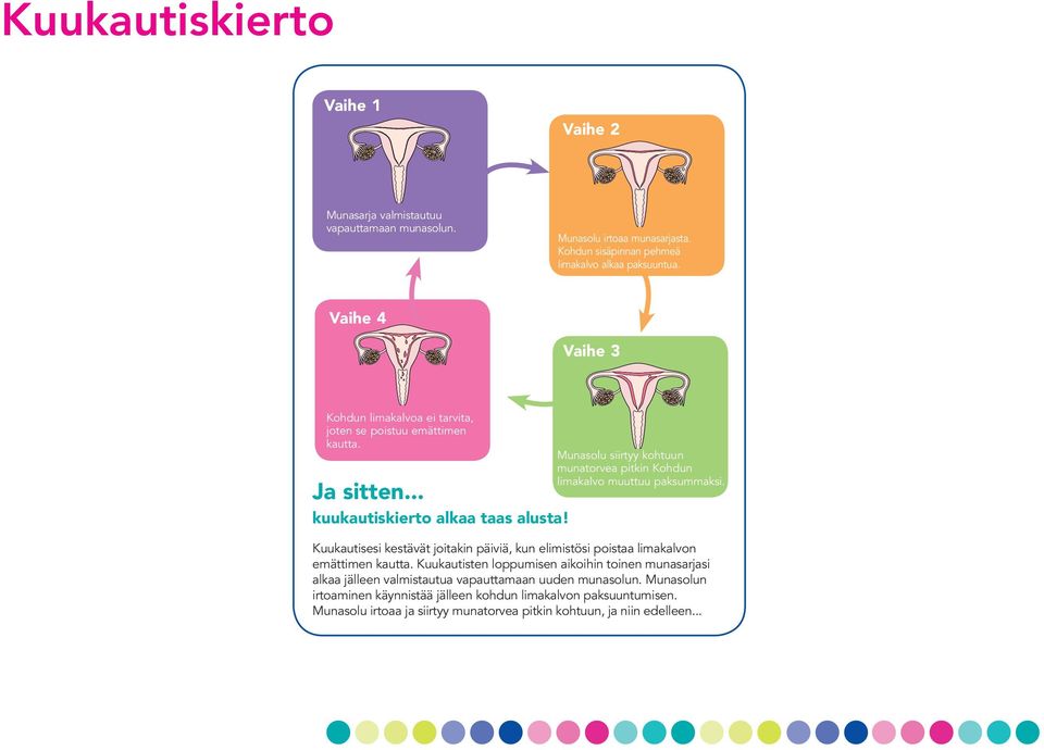 Munasolu siirtyy kohtuun munatorvea pitkin Kohdun limakalvo muuttuu paksummaksi. Kuukautisesi kestävät joitakin päiviä, kun elimistösi poistaa limakalvon emättimen kautta.