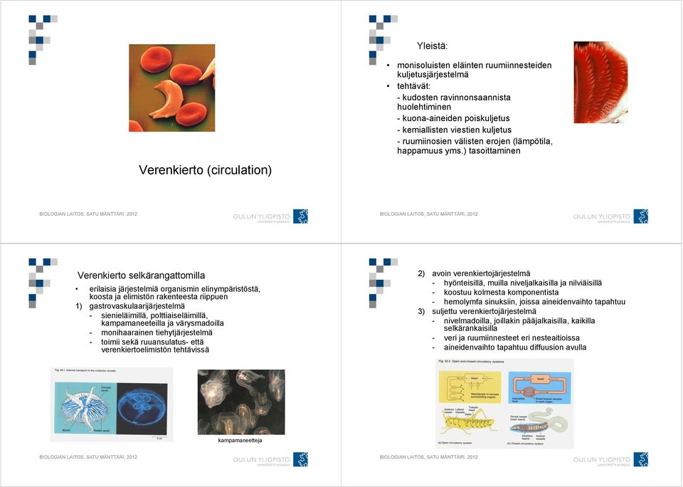 ) tasoittaminen Verenkierto selkärangattomilla erilaisia järjestelmiä organismin elinympäristöstä, koosta ja elimistön rakenteesta riippuen 1) gastrovaskulaarijärjestelmä - sienieläimillä,