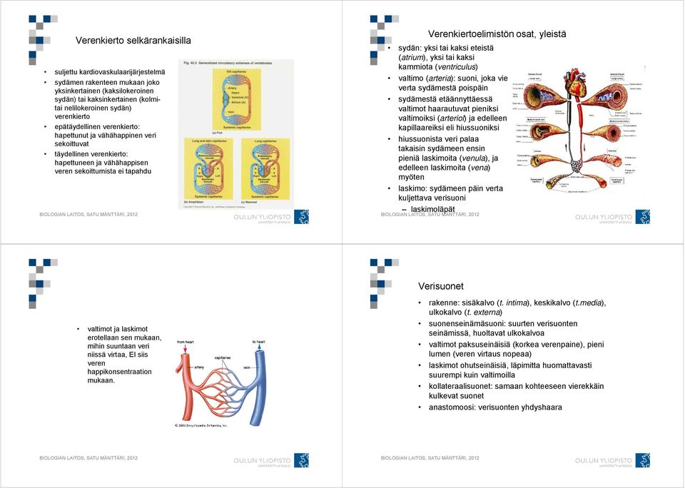 yksi tai kaksi eteistä (atrium), yksi tai kaksi kammiota (ventriculus) valtimo (arteria): suoni, joka vie verta sydämestä poispäin sydämestä etäännyttäessä valtimot haarautuvat pieniksi valtimoiksi