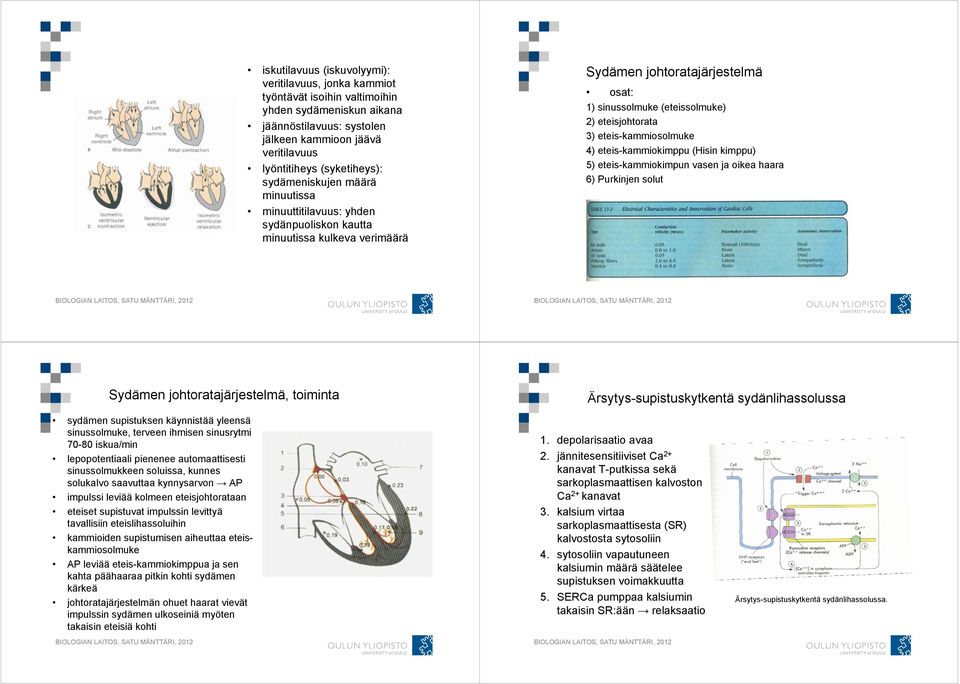 eteisjohtorata 3) eteis-kammiosolmuke 4) eteis-kammiokimppu (Hisin kimppu) 5) eteis-kammiokimpun vasen ja oikea haara 6) Purkinjen solut Sydämen johtoratajärjestelmä, toiminta