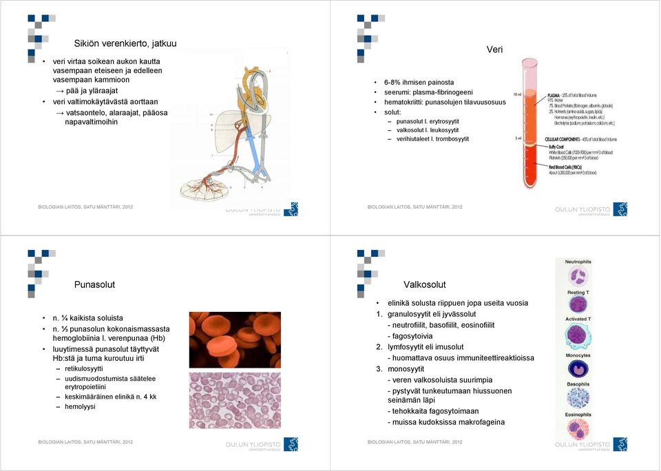 trombosyytit Punasolut n. ¼ kaikista soluista n. ⅓ punasolun kokonaismassasta hemoglobiinia l.