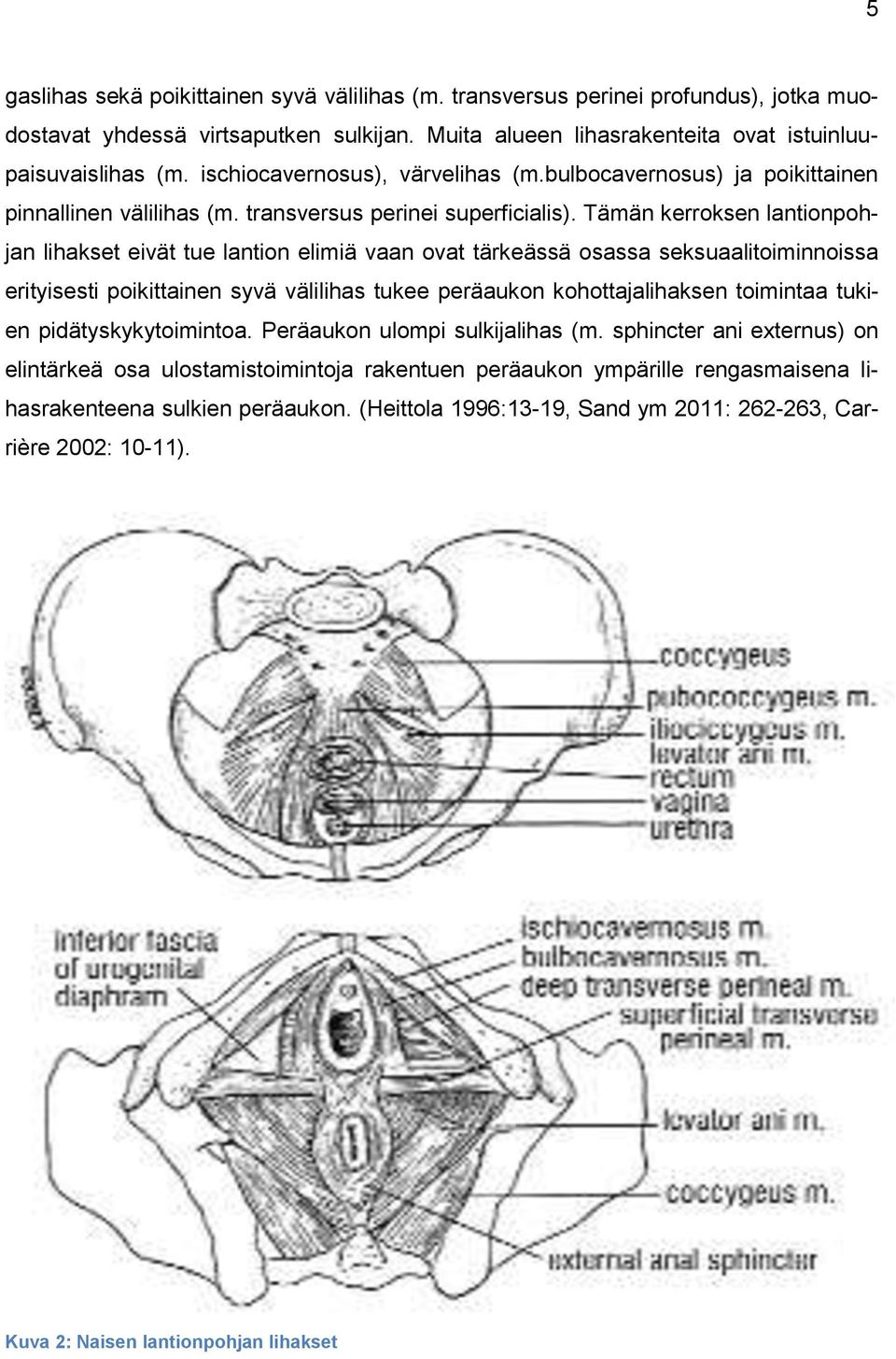 Tämän kerroksen lantionpohjan lihakset eivät tue lantion elimiä vaan ovat tärkeässä osassa seksuaalitoiminnoissa erityisesti poikittainen syvä välilihas tukee peräaukon kohottajalihaksen toimintaa