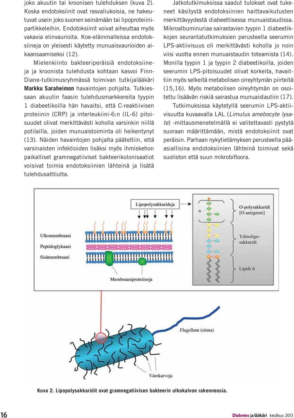 Mielenkiinto bakteeriperäisiä endotoksiineja ja kroonista tulehdusta kohtaan kasvoi Finn- Diane-tutkimusryhmässä toimivan tutkijalääkäri havaintojen pohjalta.