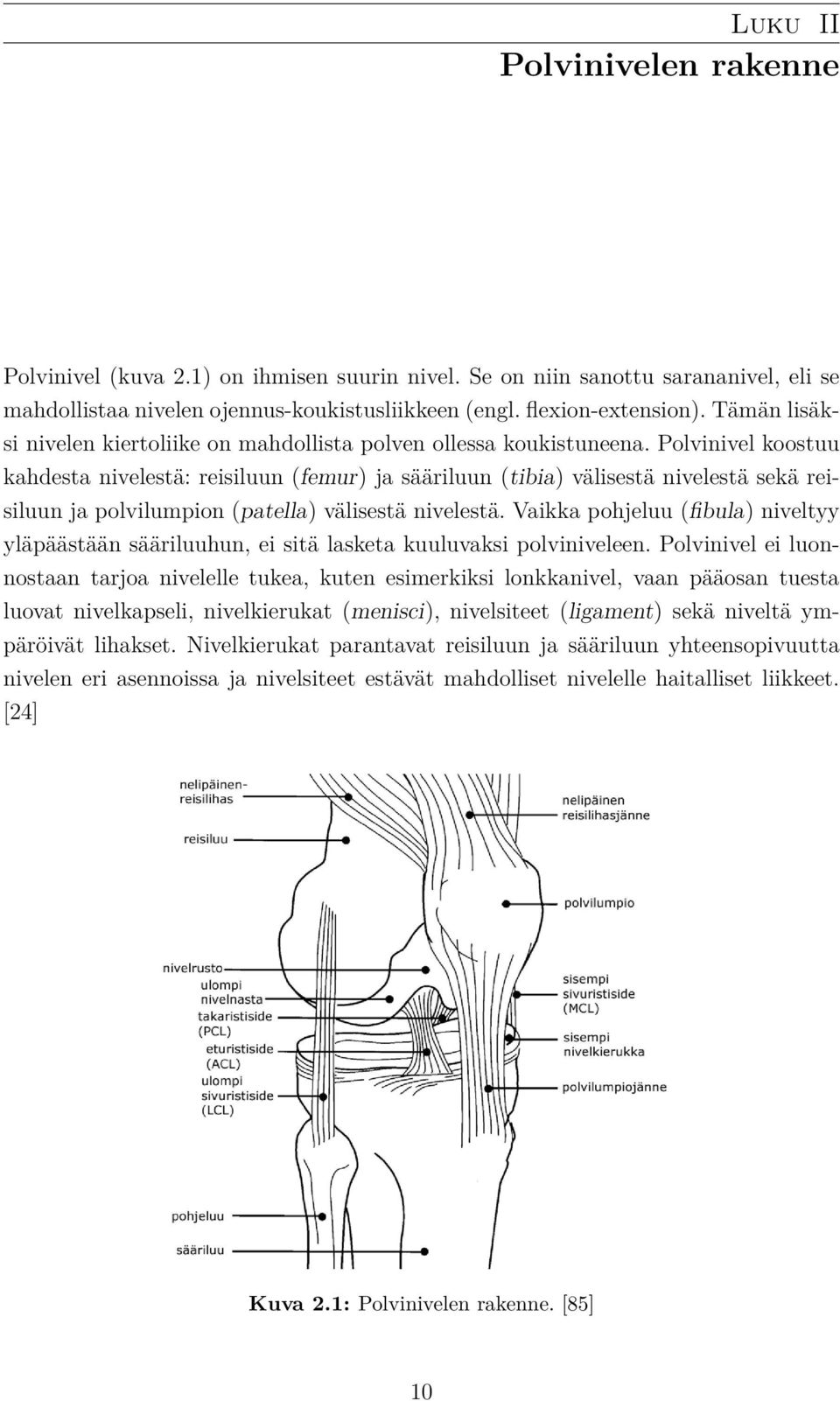 Polvinivel koostuu kahdesta nivelestä: reisiluun (femur) ja sääriluun (tibia) välisestä nivelestä sekä reisiluun ja polvilumpion (patella) välisestä nivelestä.