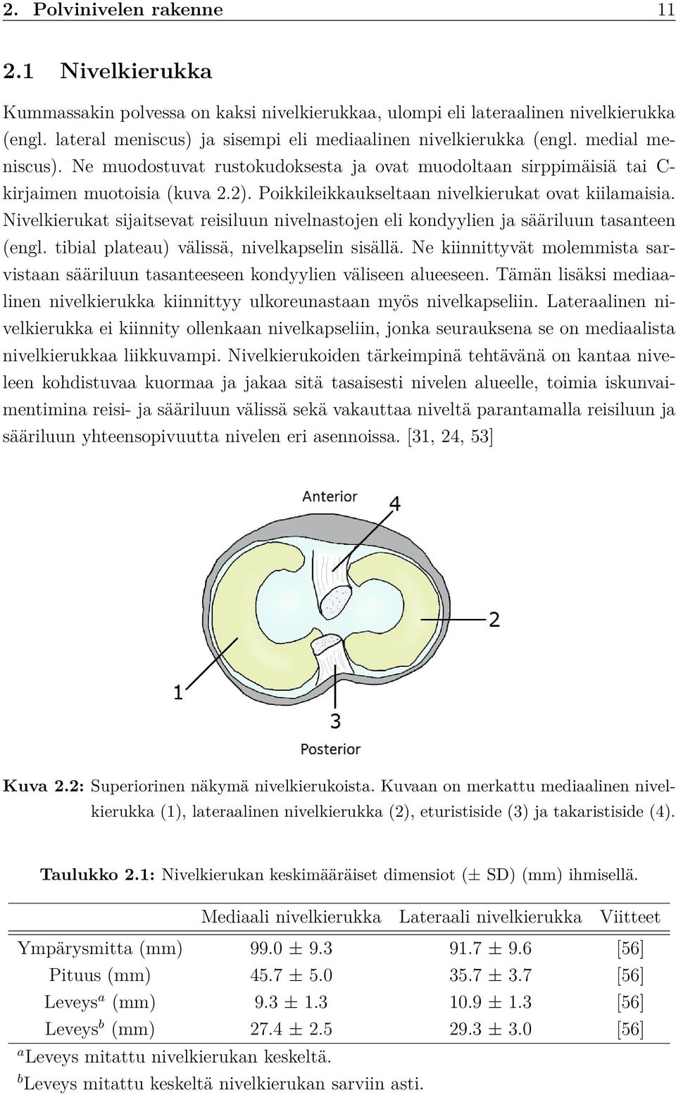 Poikkileikkaukseltaan nivelkierukat ovat kiilamaisia. Nivelkierukat sijaitsevat reisiluun nivelnastojen eli kondyylien ja sääriluun tasanteen (engl. tibial plateau) välissä, nivelkapselin sisällä.