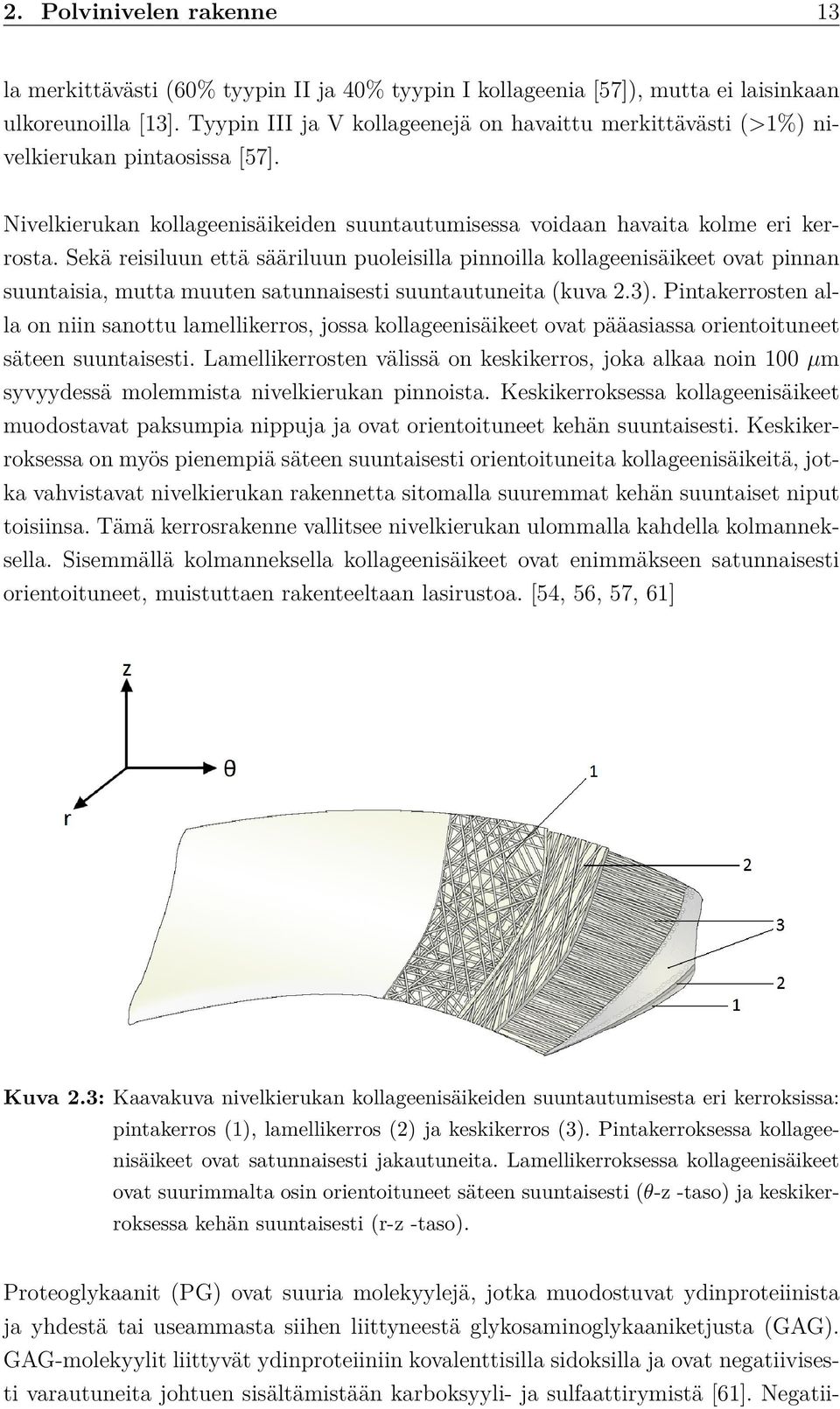 Sekä reisiluun että sääriluun puoleisilla pinnoilla kollageenisäikeet ovat pinnan suuntaisia, mutta muuten satunnaisesti suuntautuneita (kuva 2.3).