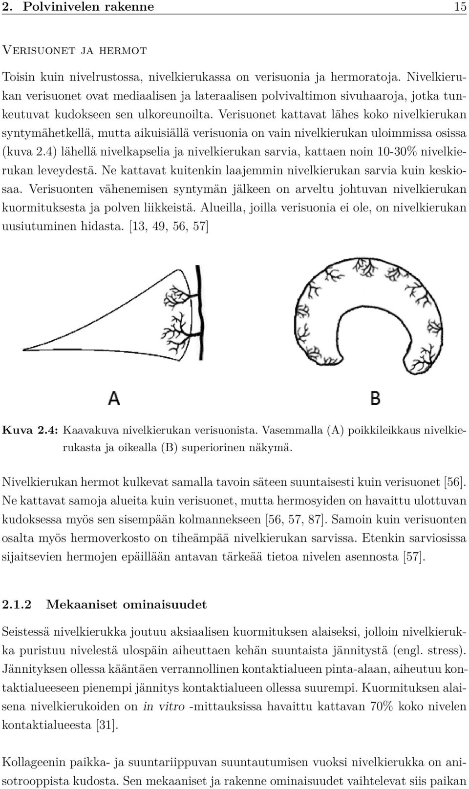 Verisuonet kattavat lähes koko nivelkierukan syntymähetkellä, mutta aikuisiällä verisuonia on vain nivelkierukan uloimmissa osissa (kuva 2.