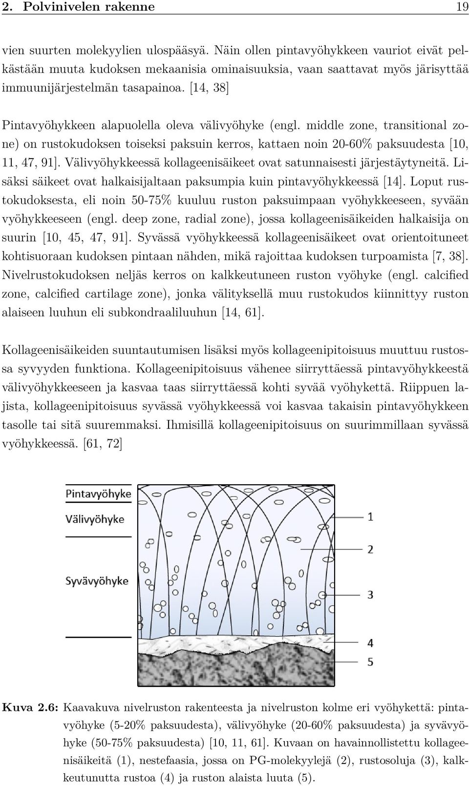 [14, 38] Pintavyöhykkeen alapuolella oleva välivyöhyke (engl. middle zone, transitional zone) on rustokudoksen toiseksi paksuin kerros, kattaen noin 20-60% paksuudesta [10, 11, 47, 91].