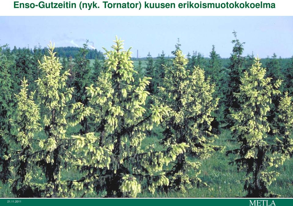 kuusen