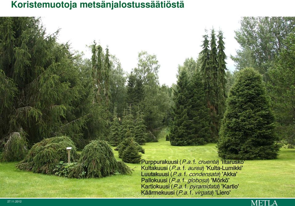 aurea) Kulta-Lumikki Luutakuusi (P.a. f.