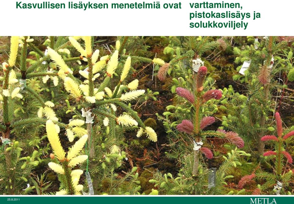 ovat varttaminen,