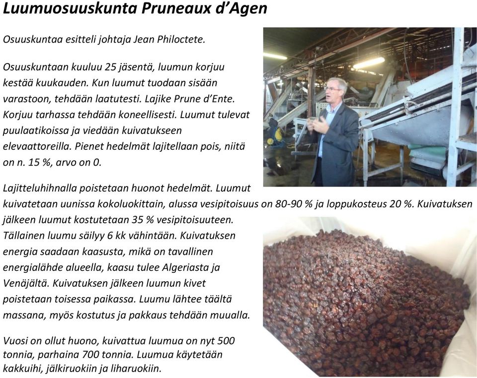 Lajitteluhihnalla poistetaan huonot hedelmät. Luumut kuivatetaan uunissa kokoluokittain, alussa vesipitoisuus on 80-90 % ja loppukosteus 20 %.