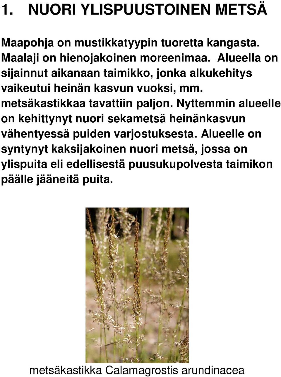 Nyttemmin alueelle on kehittynyt nuori sekametsä heinänkasvun vähentyessä puiden varjostuksesta.