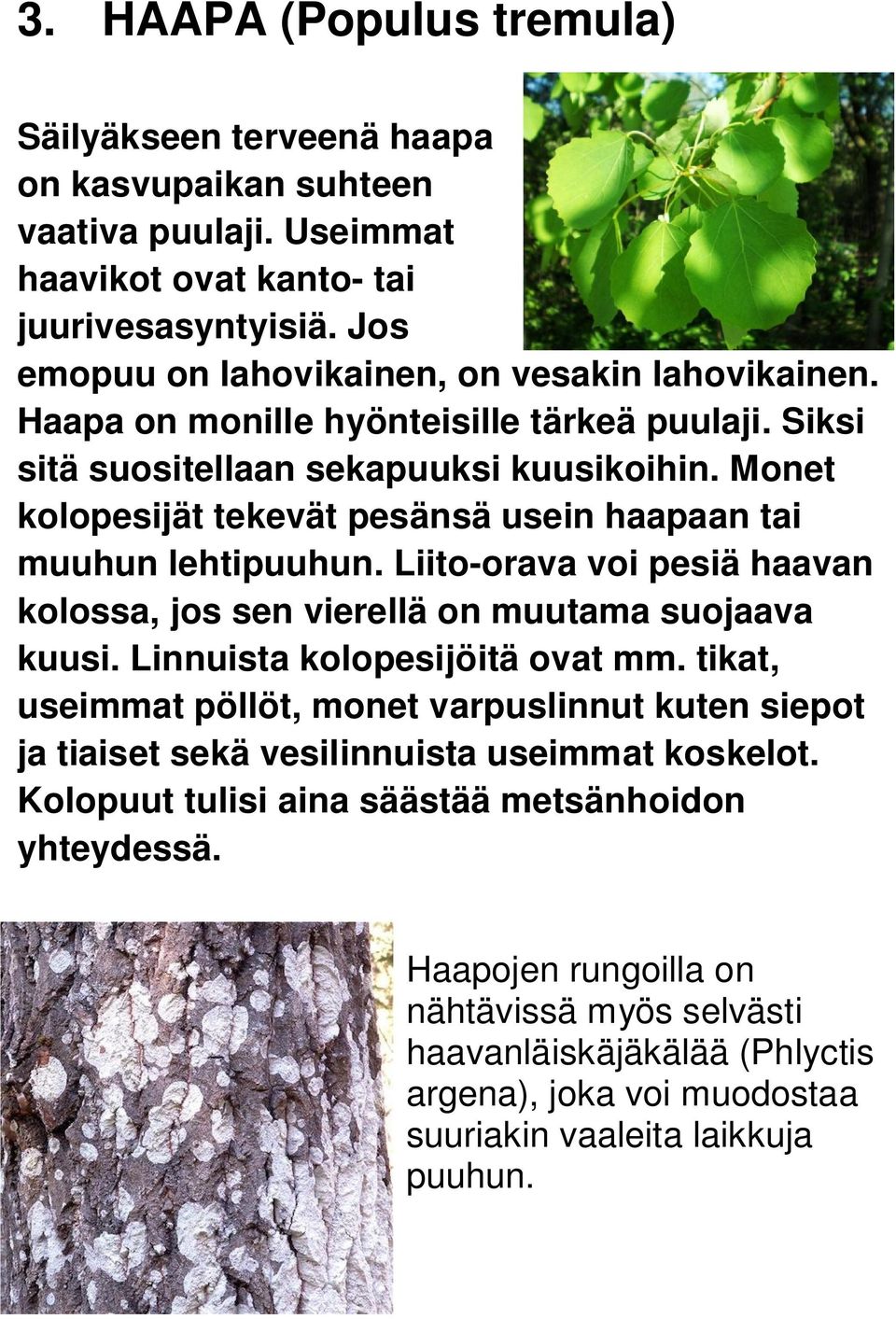 Monet kolopesijät tekevät pesänsä usein haapaan tai muuhun lehtipuuhun. Liito-orava voi pesiä haavan kolossa, jos sen vierellä on muutama suojaava kuusi. Linnuista kolopesijöitä ovat mm.