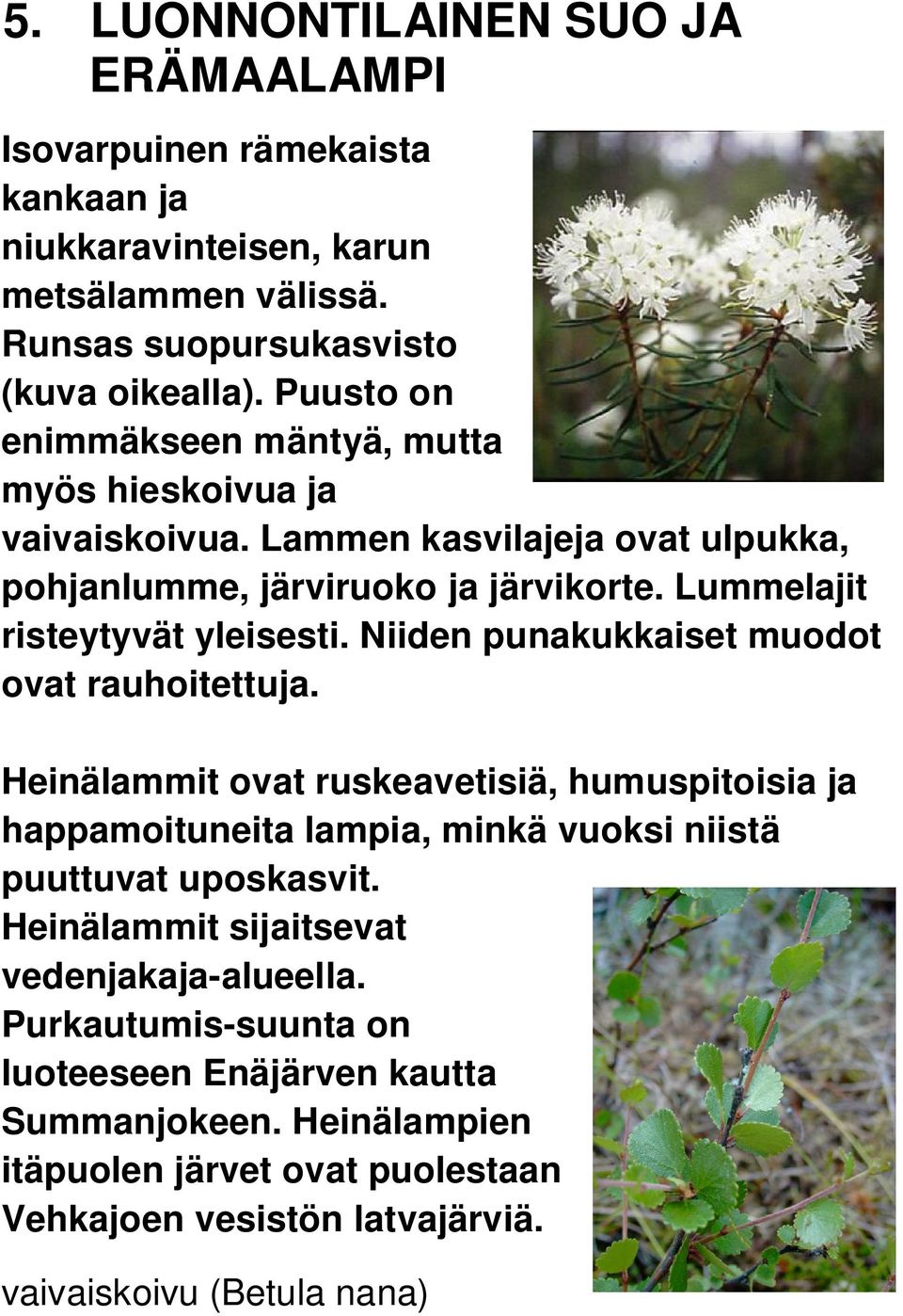 Niiden punakukkaiset muodot ovat rauhoitettuja. Heinälammit ovat ruskeavetisiä, humuspitoisia ja happamoituneita lampia, minkä vuoksi niistä puuttuvat uposkasvit.