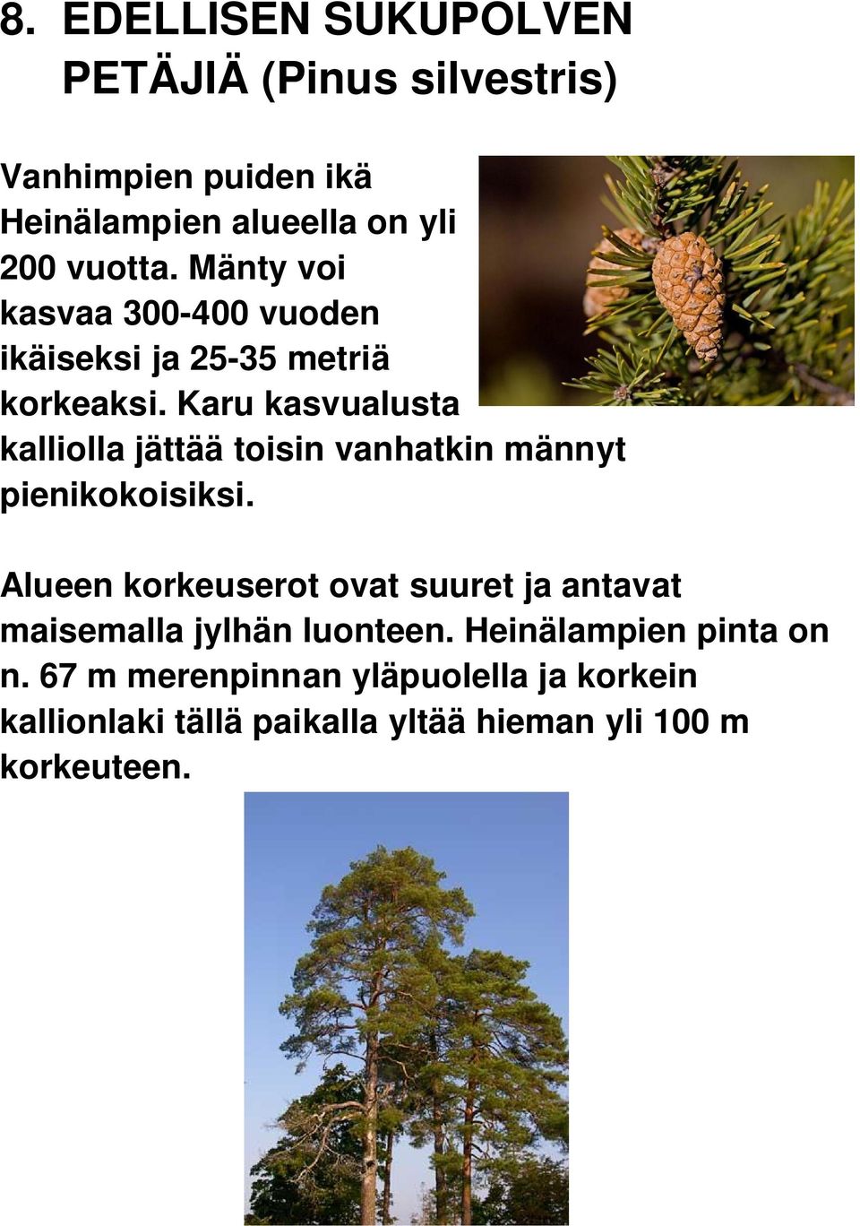 Karu kasvualusta kalliolla jättää toisin vanhatkin männyt pienikokoisiksi.