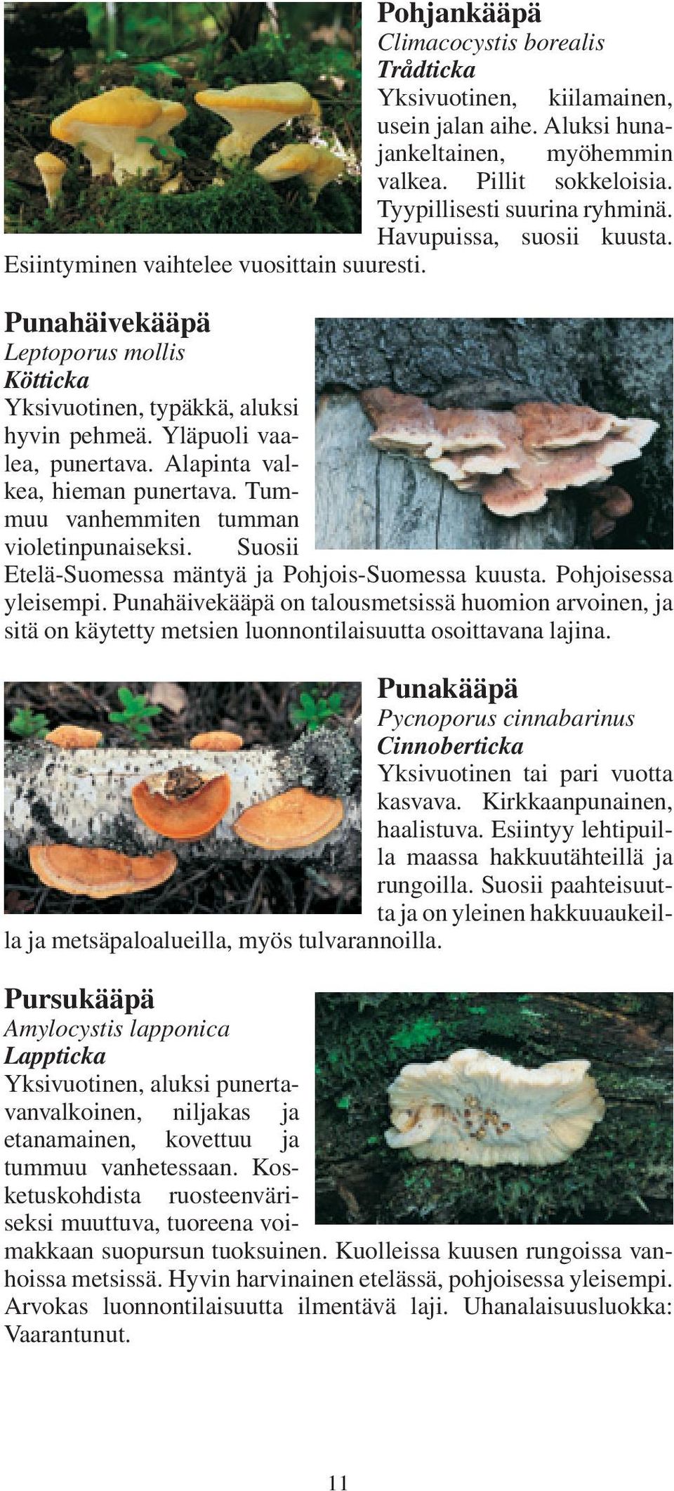 Alapinta valkea, hieman punertava. Tummuu vanhemmiten tumman violetinpunaiseksi. Suosii Etelä-Suomessa mäntyä ja Pohjois-Suomessa kuusta. Pohjoisessa yleisempi.