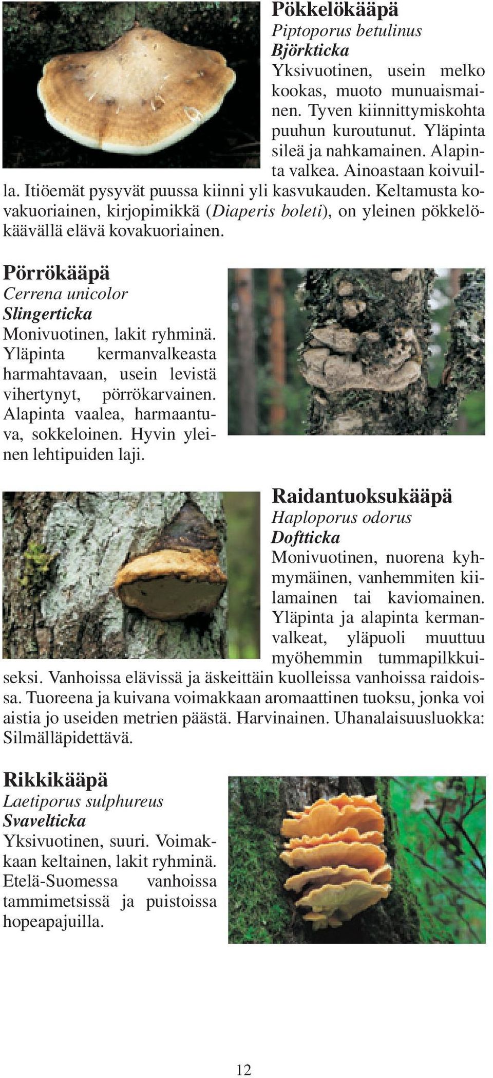 Pörrökääpä Cerrena unicolor Slingerticka Monivuotinen, lakit ryhminä. Yläpinta kermanvalkeasta harmahtavaan, usein levistä vihertynyt, pörrökarvainen. Alapinta vaalea, harmaantuva, sokkeloinen.