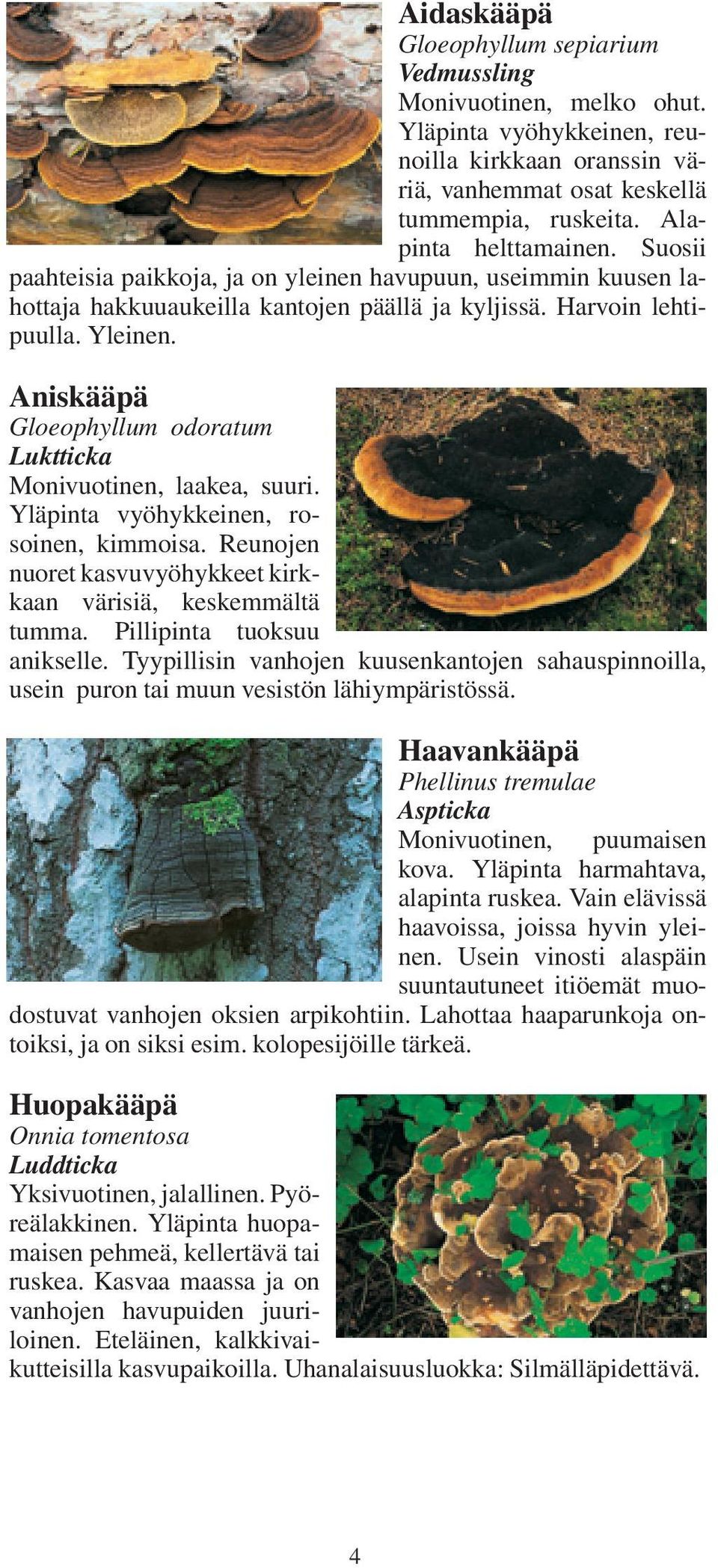 Aniskääpä Gloeophyllum odoratum Luktticka Monivuotinen, laakea, suuri. Yläpinta vyöhykkeinen, rosoinen, kimmoisa. Reunojen nuoret kasvuvyöhykkeet kirkkaan värisiä, keskemmältä tumma.